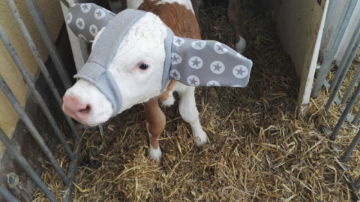 Ohrenwärmer für neugeborene Kälber