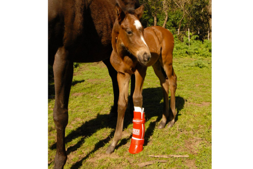 Redboot corrective foal split