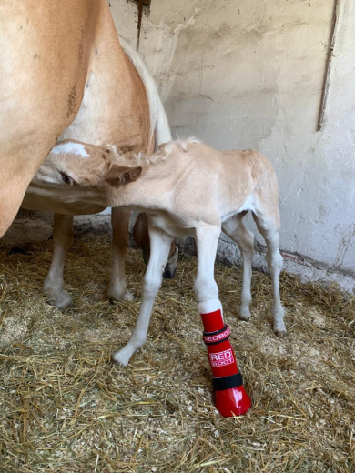 Redboot corrective foal split