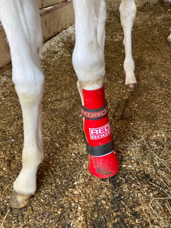 Redboot Korrekturschiene für Fohlen