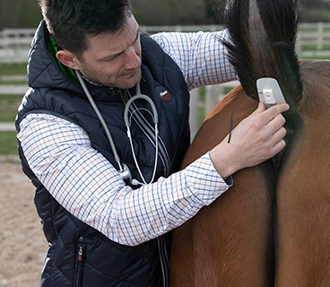 Vettrue Körpertemperaturmonitoring Pferd