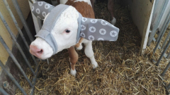 Calf Ear Muffs