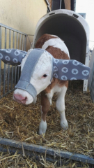 Calf Ear Muffs